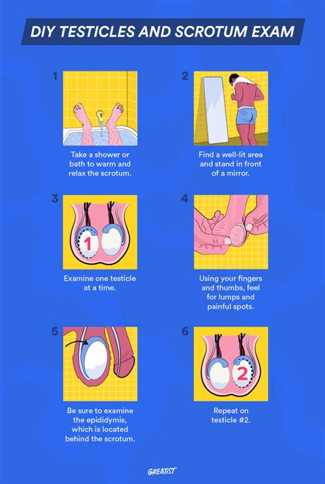 testiscle drop test|when does a baby's testicle drop.